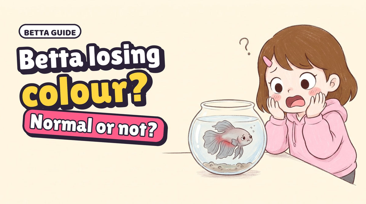 Comic thumbnail: Momo shocked at a pale Hanabi, with the words Betta losing colour?