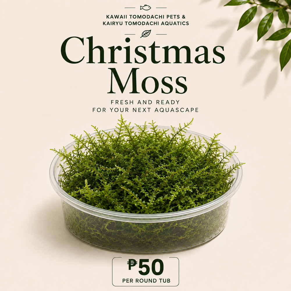 Christmas Moss (Vesicularia montagnei) Live Aquarium Plant