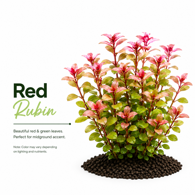 Red Rubin Sword (Echinodorus 'Rubin') Plant Bundle