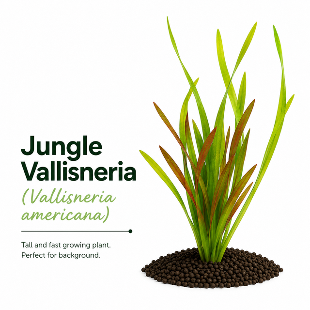 Jungle Vallisneria (Vallisneria americana) Plant Bundle