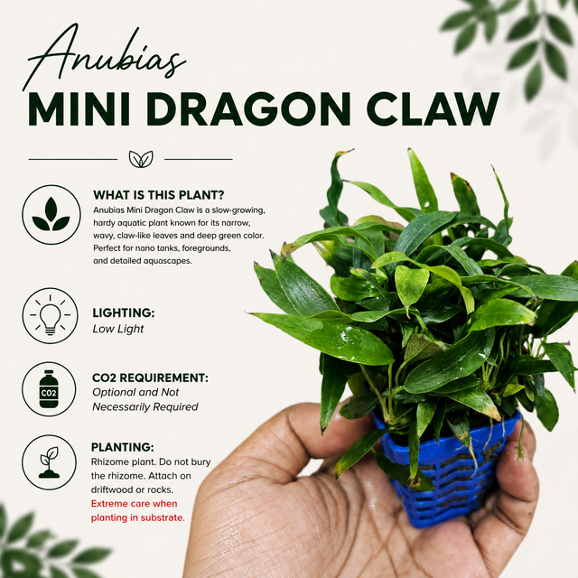 Anubias Mini Dragon Claw Live Aquarium Plant