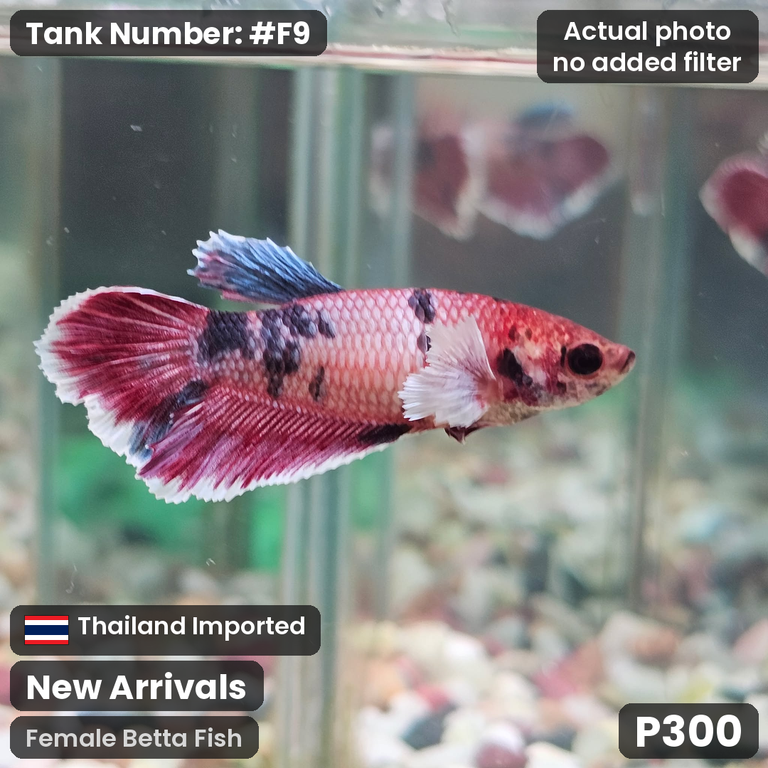 F9 · Female Betta Fish