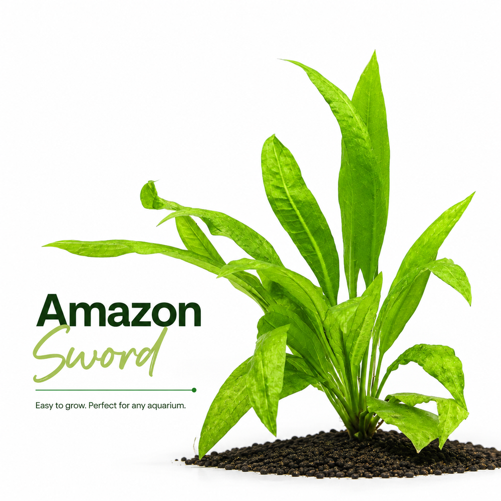 Amazon Sword (Echinodorus bleheri) Plant Bundle