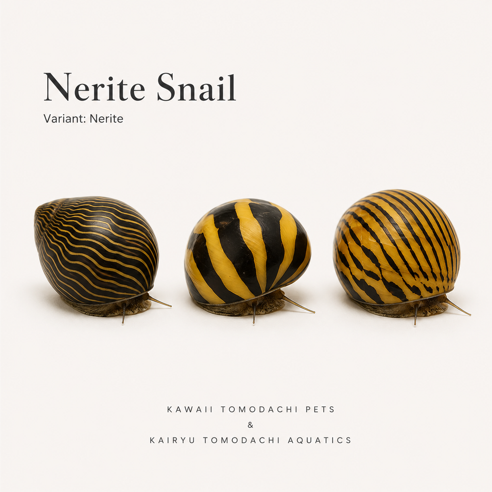 Tiger Nerite Snail
