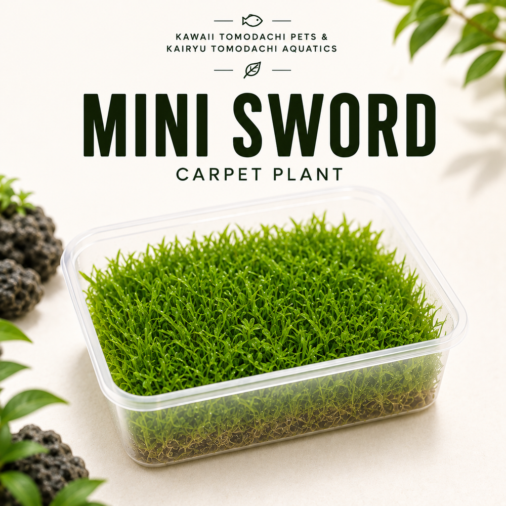 Mini Sword Live Aquarium Plant