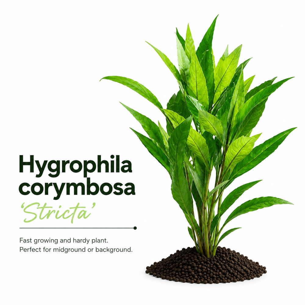 Hygrophila Corymbosa 'Stricta' Live Plant Bundle