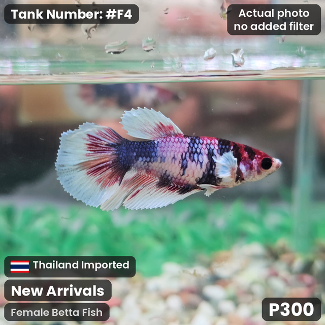 F4 - Female Candy Koi
