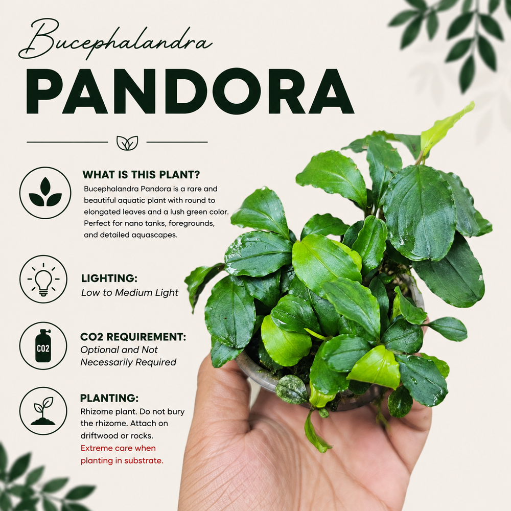 Bucephalandra 'Pandora' Live Aquarium Plant