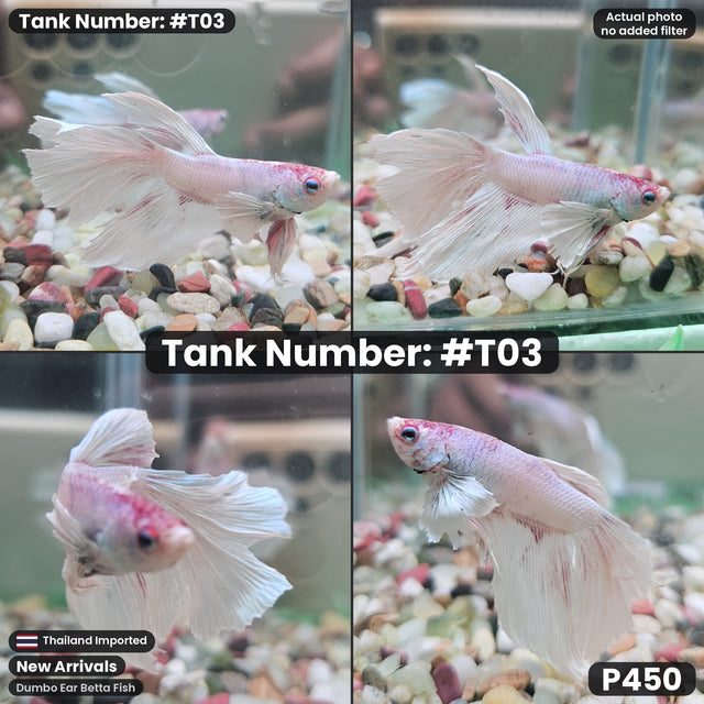 T03 - Male Dumbo Ear