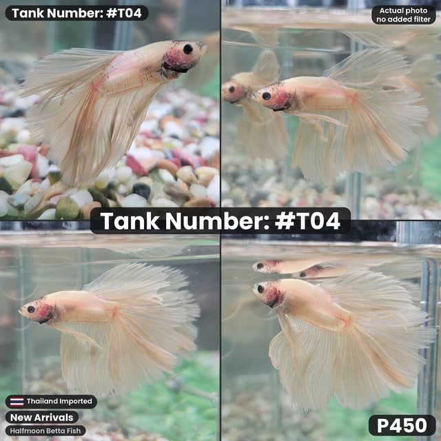 T04 - Male Halfmoon