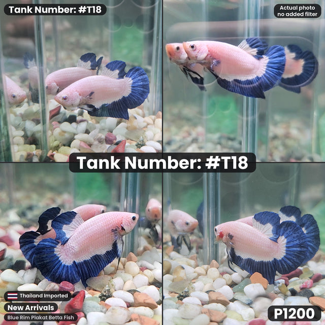T18 - Male Blue Rim Plakat