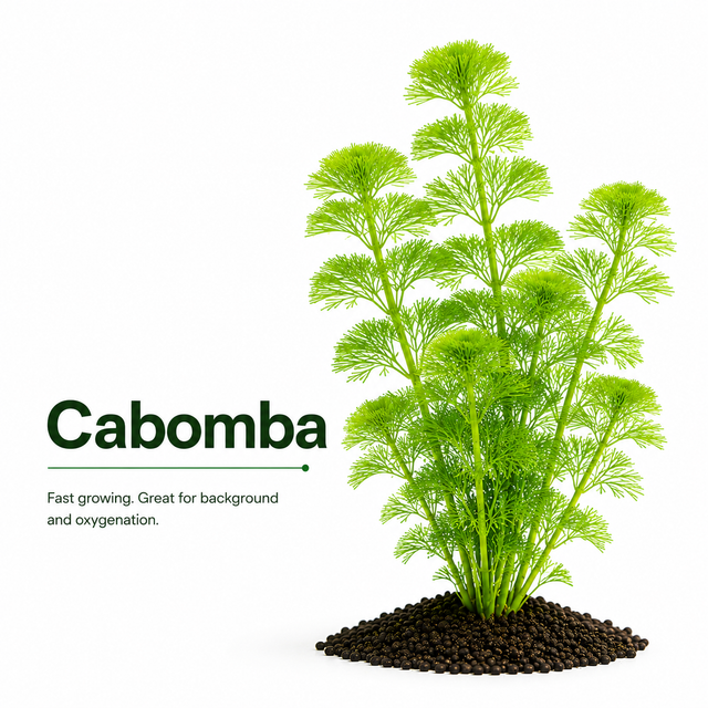 Cabomba (Cabomba caroliniana) Live Plant Bundle