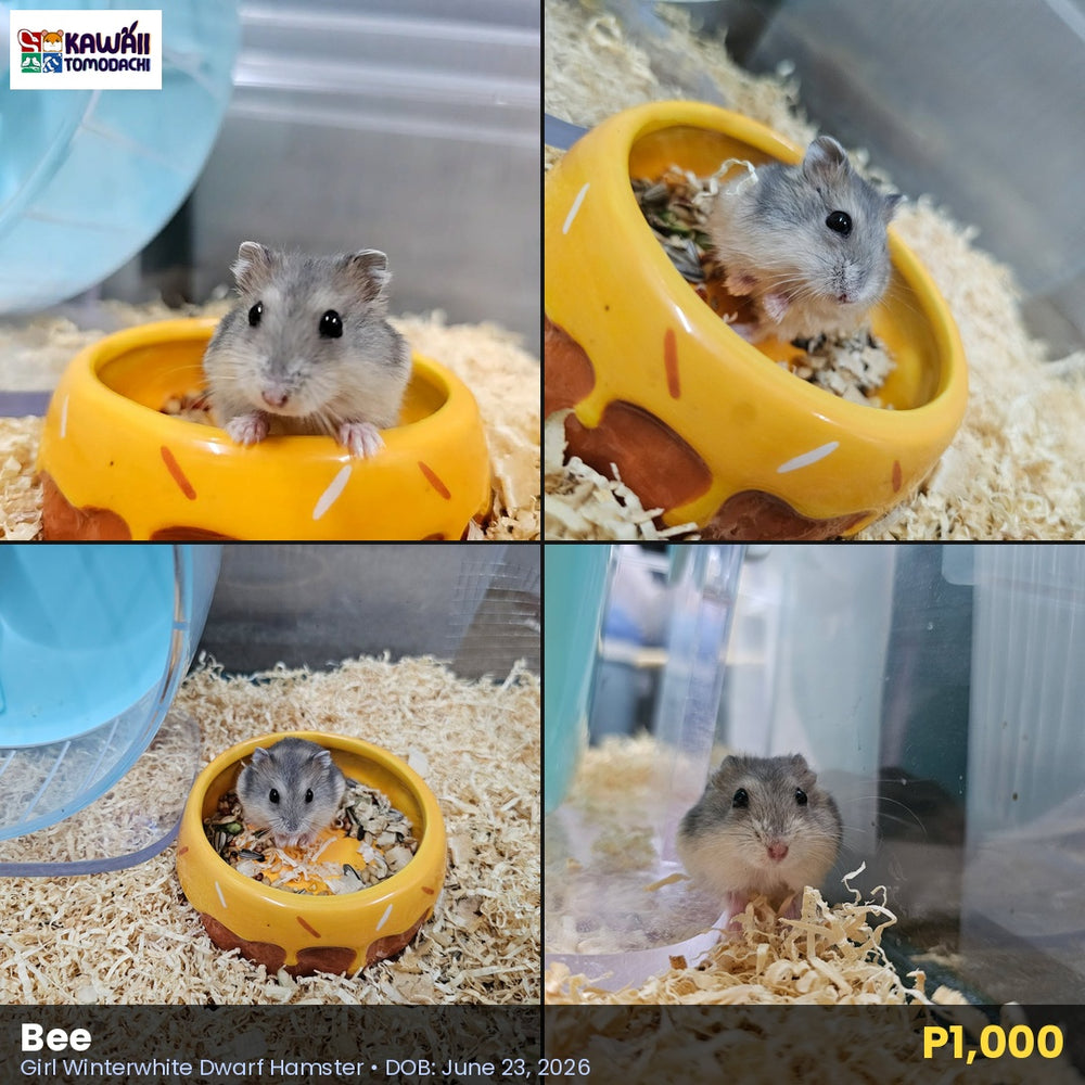Bee, female Winter White dwarf hamster