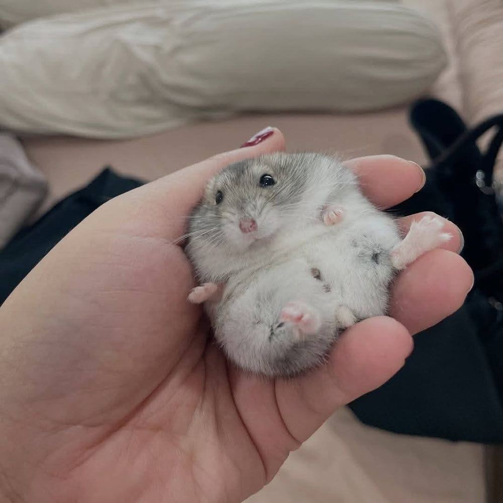 Winter White Dwarf Hamster Agouti (Male)