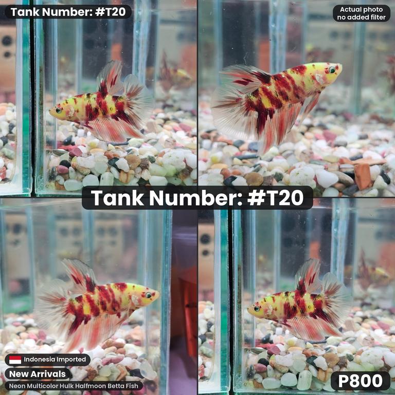 T20 · Male Neon Multicolor Hulk Halfmoon Betta Fish