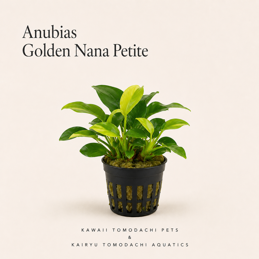 Anubias Nana 'Golden Petite' Live Aquarium Plant