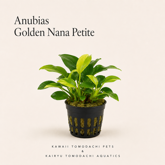 Anubias Nana 'Golden Petite' Live Aquarium Plant