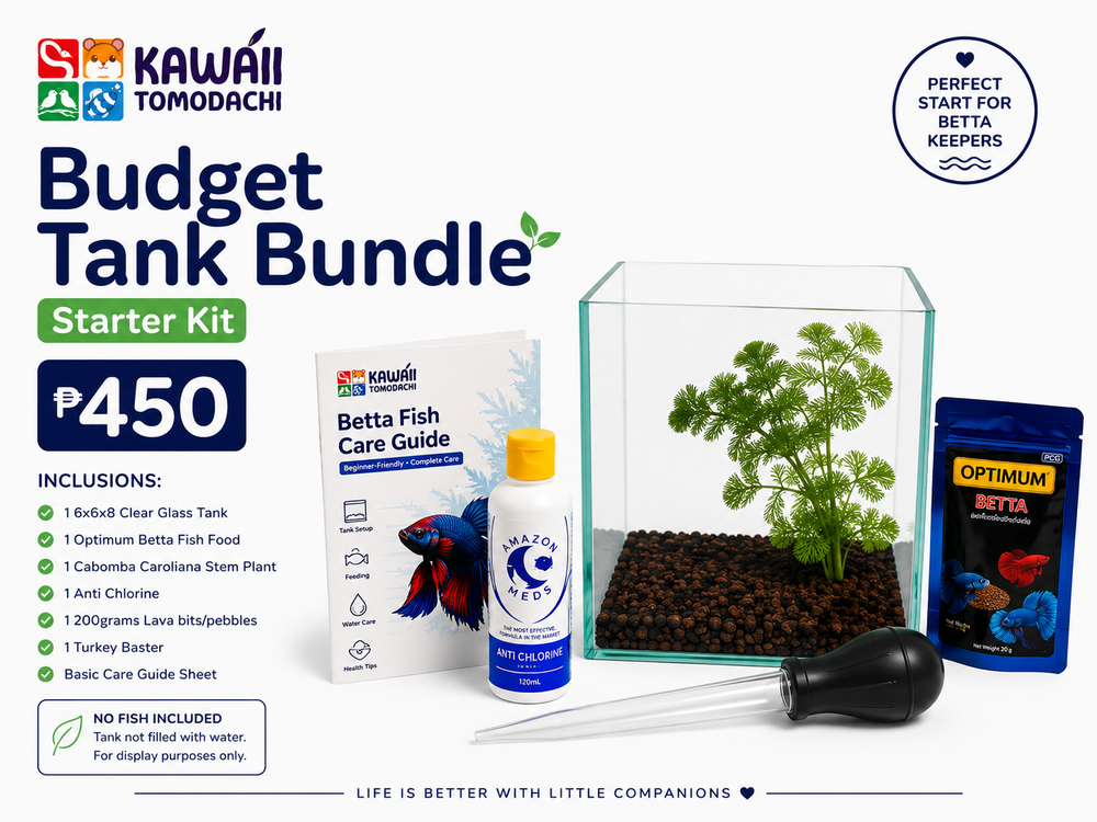 Budget Betta Tank Bundle with 6x6x8 glass tank, Cabomba plant, food and care guide