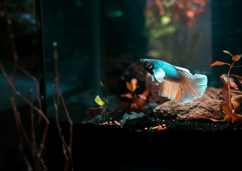 Blue and orange betta in a planted tank
