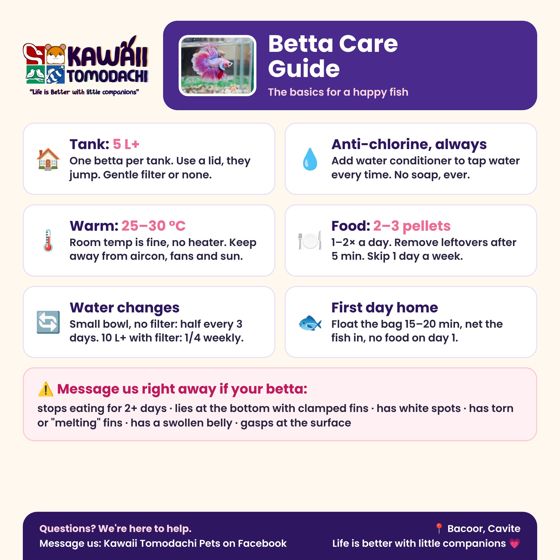 Kawaii Tomodachi betta care guide