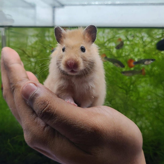 One of our Syrian hamsters sitting in a hand