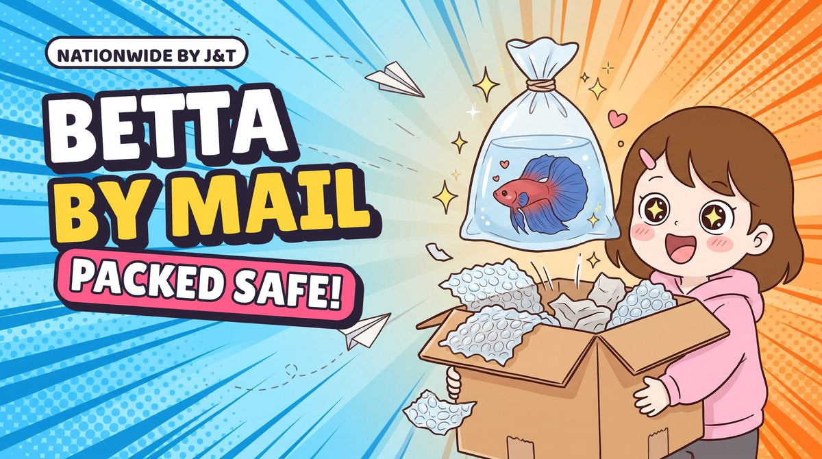 Comic thumbnail: Momo opens a delivery box with Hanabi in a bag with air, with the words Betta by mail, packed safe