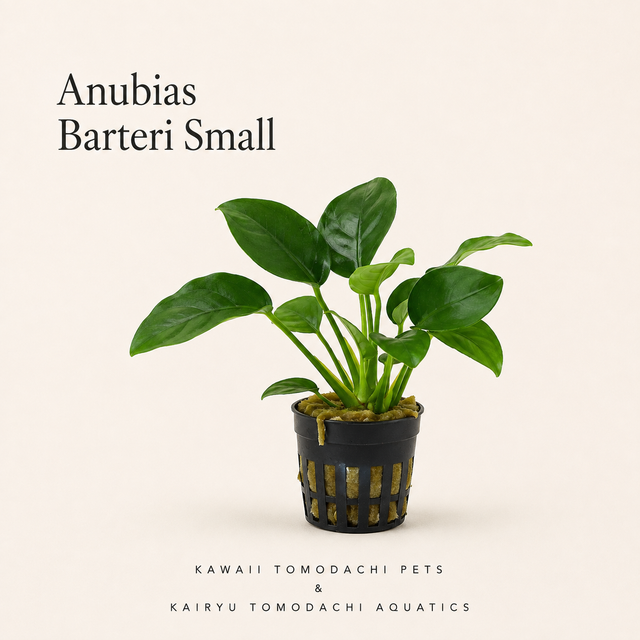 Anubias Barteri Live Aquarium Plant (Small)