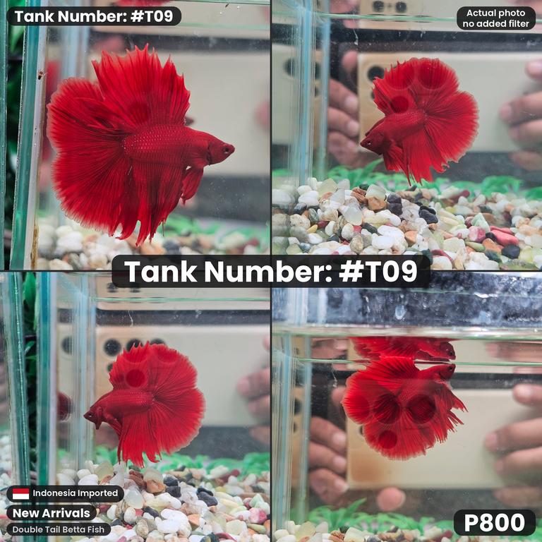 T09 · Male Double Tail Betta Fish