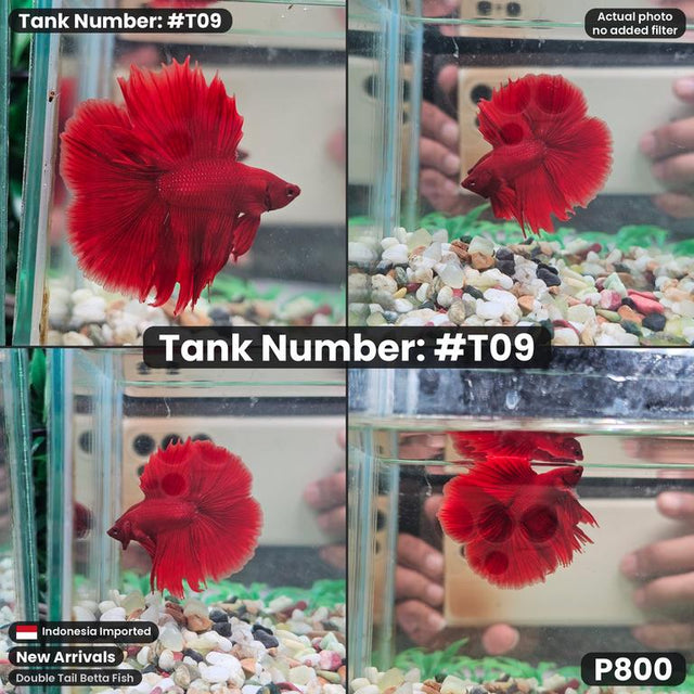 T09 - Male Super Red