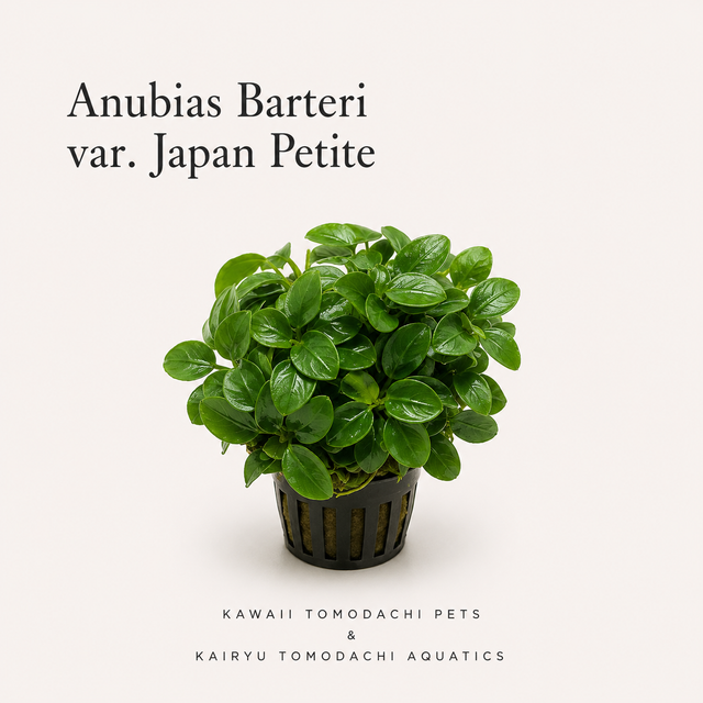 Anubias 'Japan Petite' Live Aquarium Plant