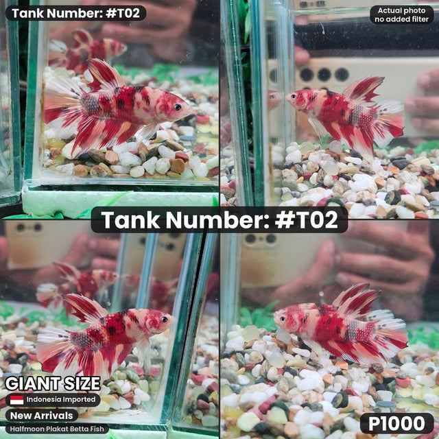 T02 - Male Koi (Giant)