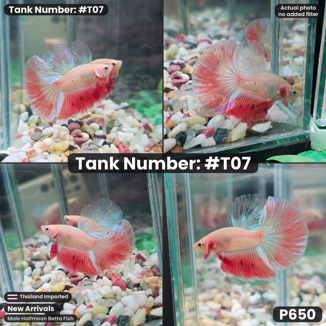T07 - Male Light