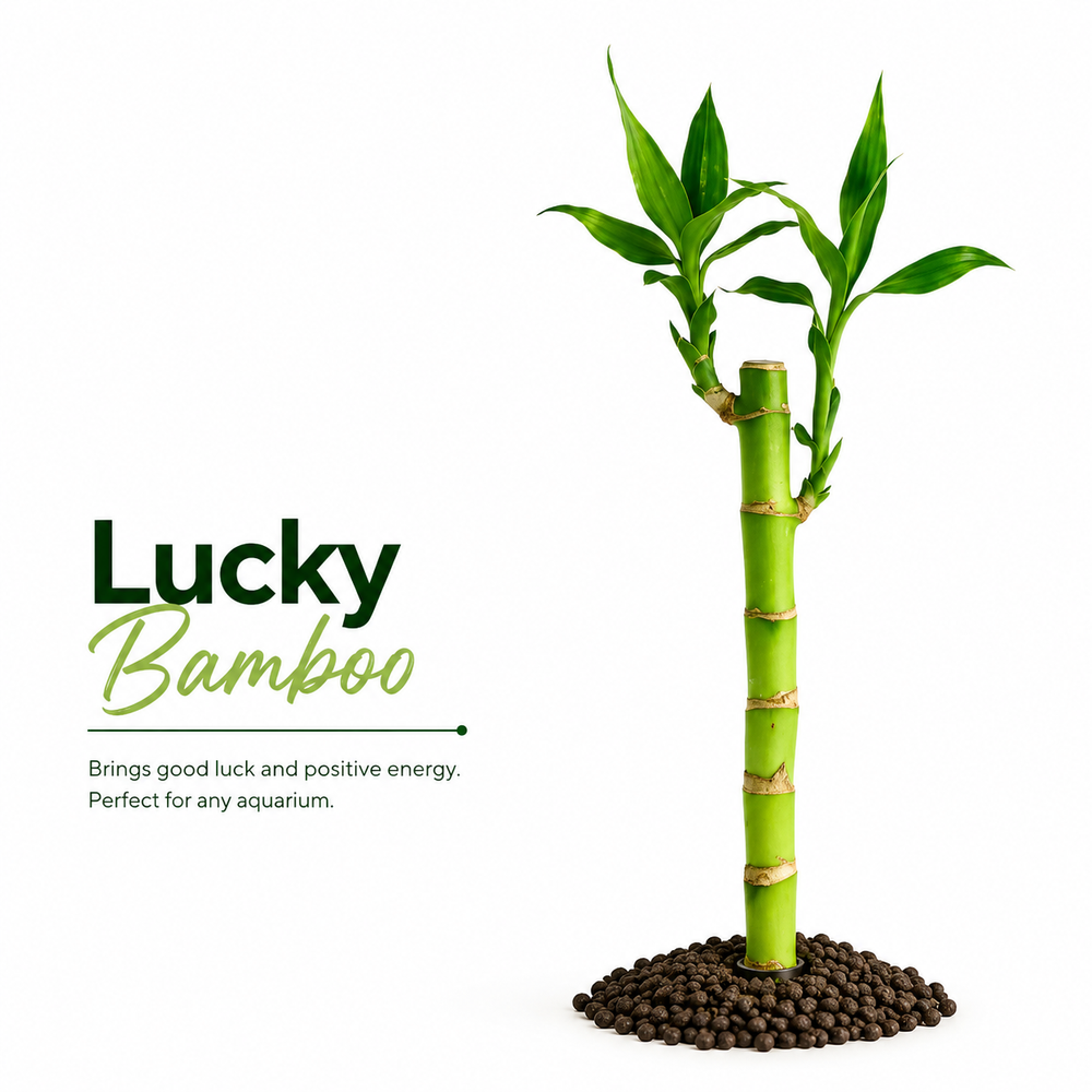 Lucky Bamboo (Dracaena sanderiana) Plant Bundle