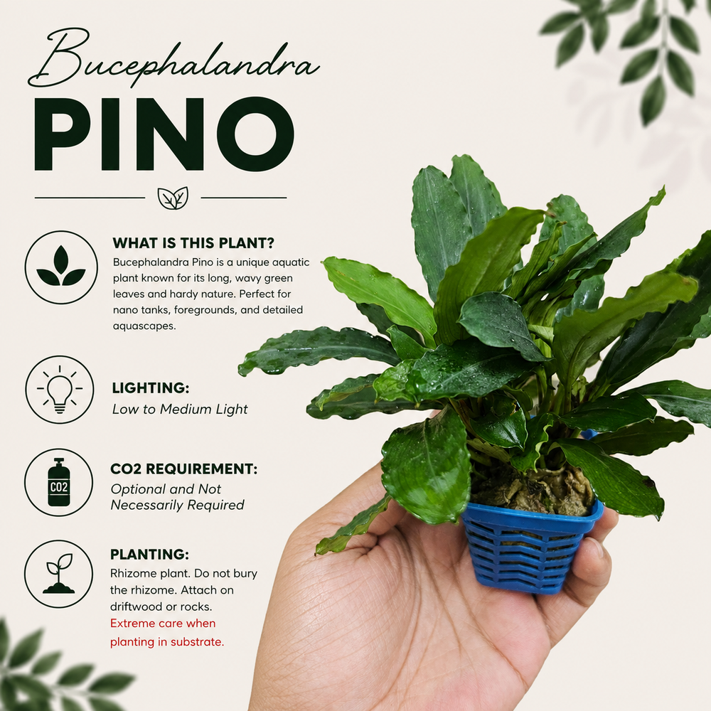 Bucephalandra 'Pino' Live Aquarium Plant