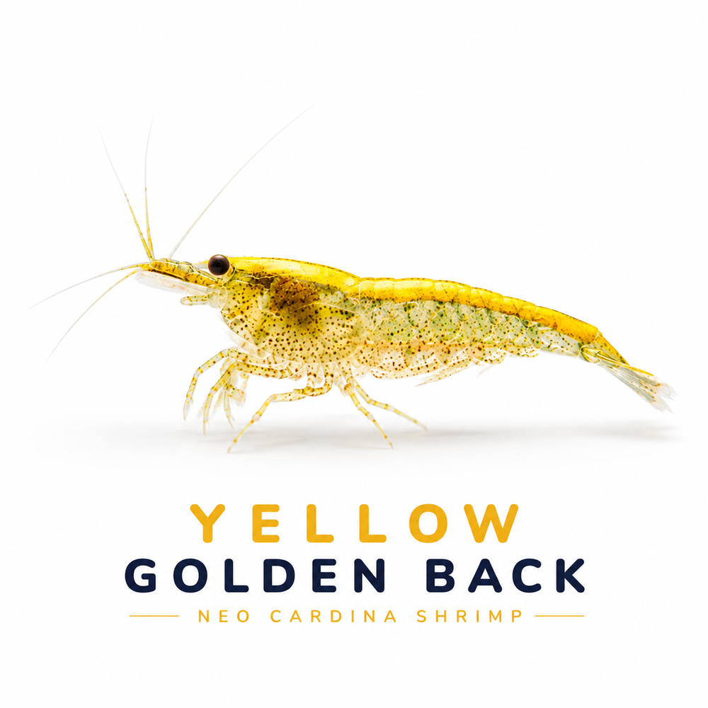 Yellow Golden Back Shrimp (Neocaridina davidi)
