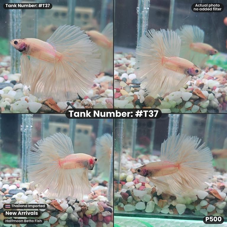 T37 · Male Halfmoon Betta Fish