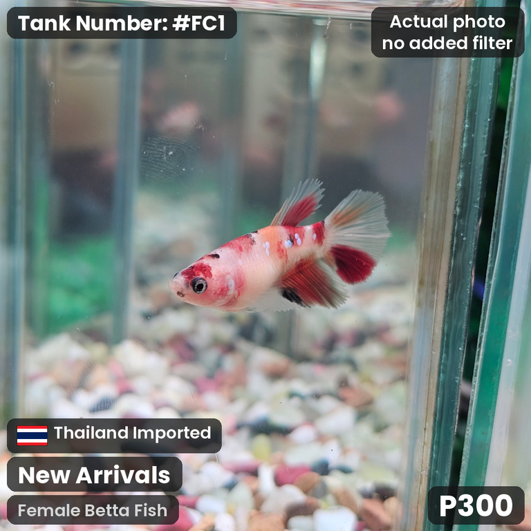 FC1 · Female Betta Fish