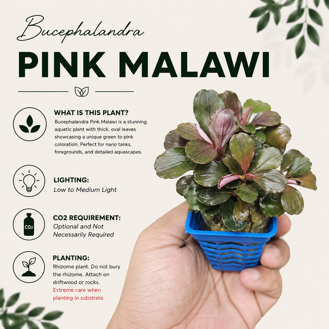 Bucephalandra 'Pink Malawi' Live Aquarium Plant