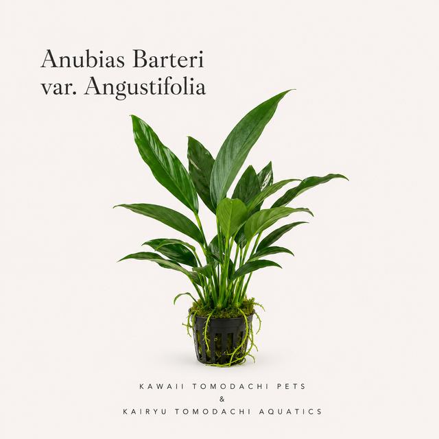 Anubias Angustifolia Live Aquarium Plant