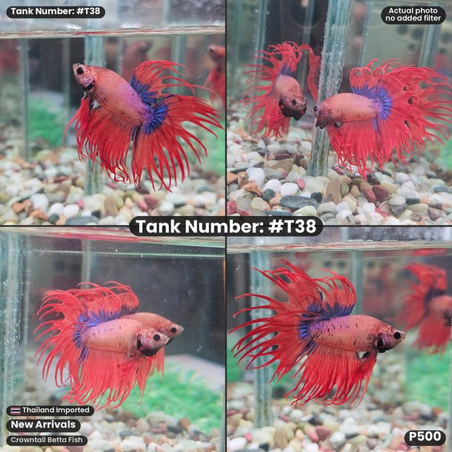T38 - Male Thai Flag CT