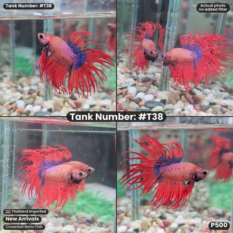T38 · Male Crowntail Betta Fish