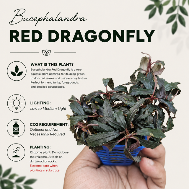 Bucephalandra 'Red Dragonfly' Live Aquarium Plant
