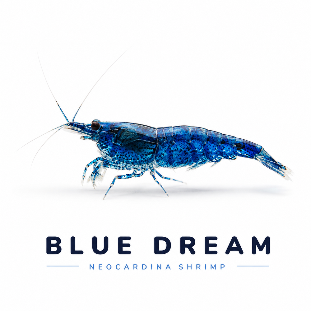 Blue Dream Shrimp (Neocaridina davidi)