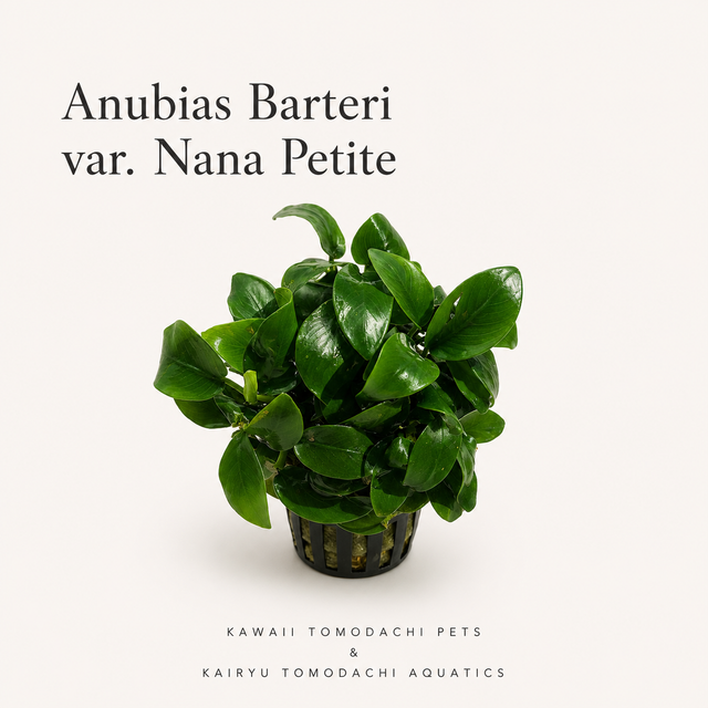 Anubias Nana 'Petite' Live Aquarium Plant