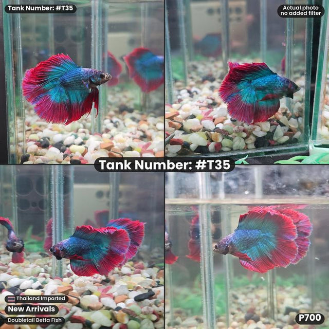 T35 - Male Thai Flag