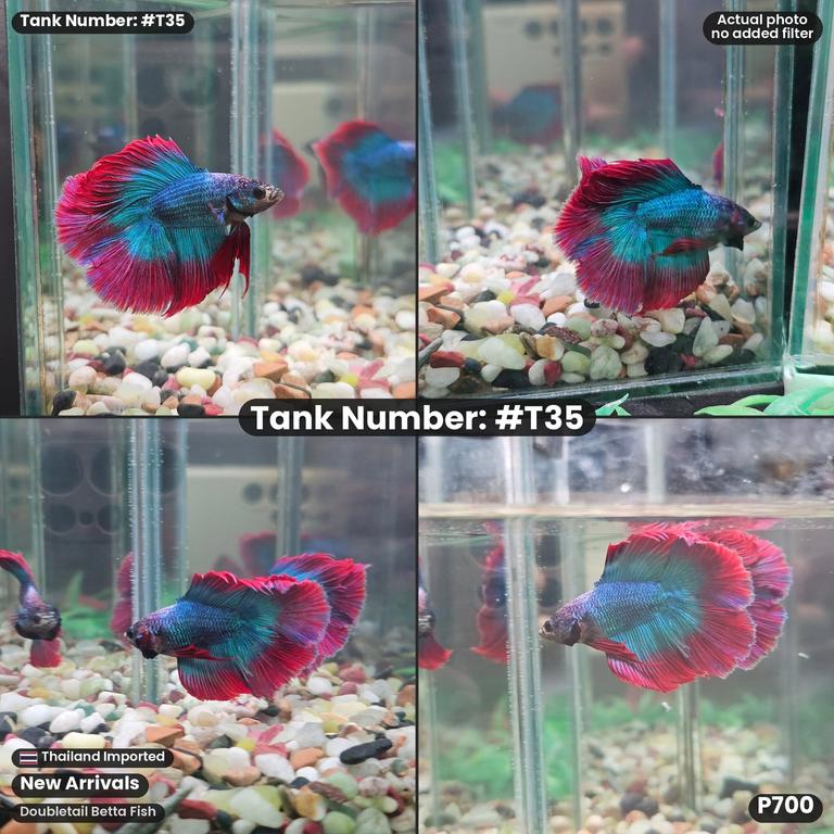 T35 · Male Doubletail Betta Fish