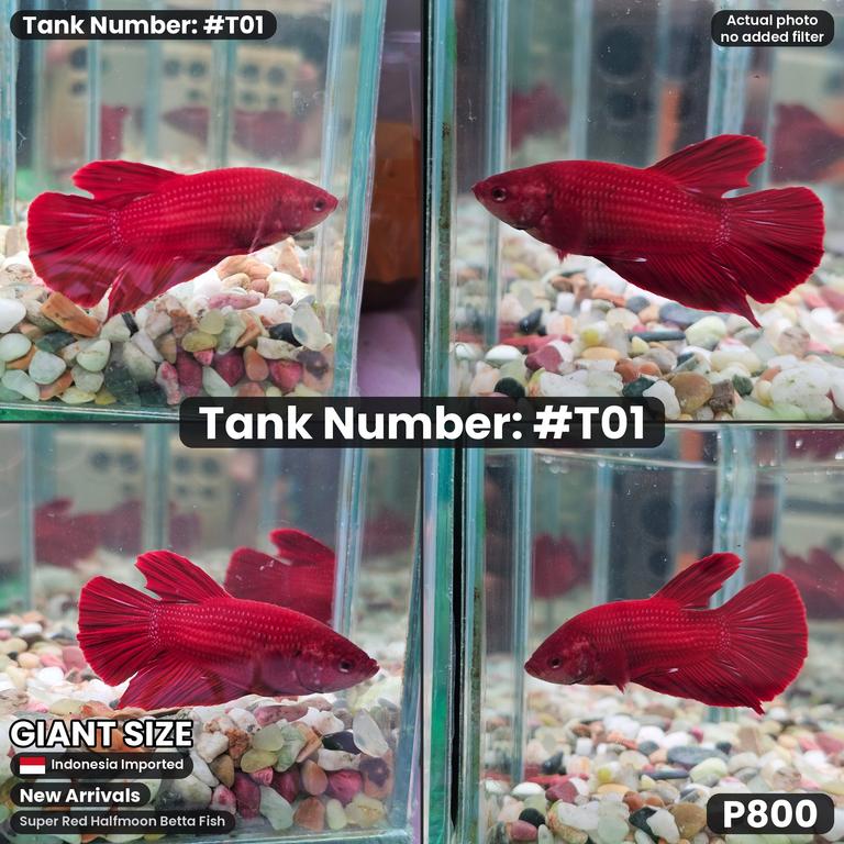 T01 · Male Super Red Halfmoon Betta Fish (Giant)