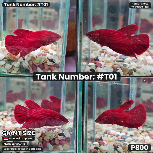 T01 - Male Super Red (Giant)
