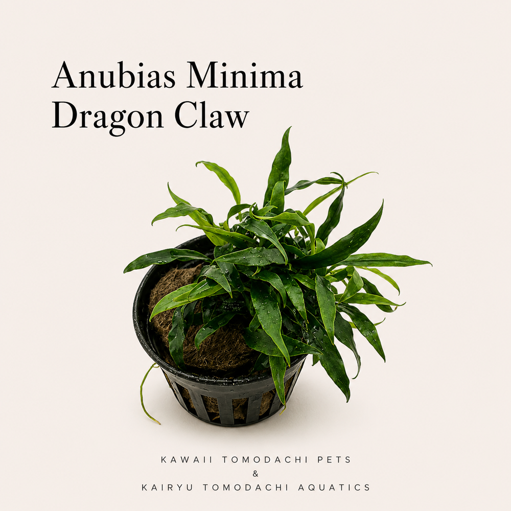 Anubias Minima 'Dragon Claw' Live Aquarium Plant