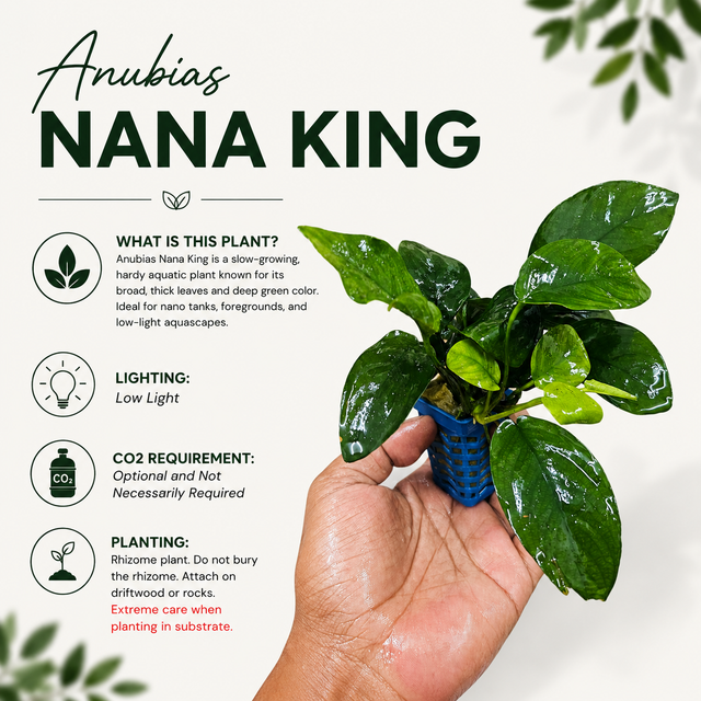 Anubias 'Nana King' Live Aquarium Plant